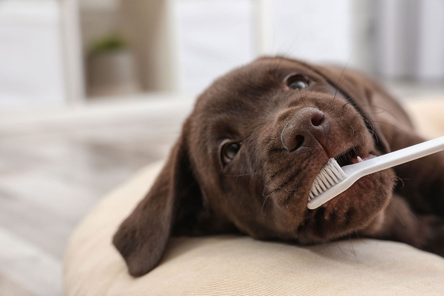 Pet Cleaning Supplies