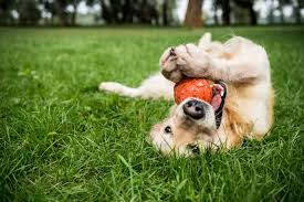 Pet toys